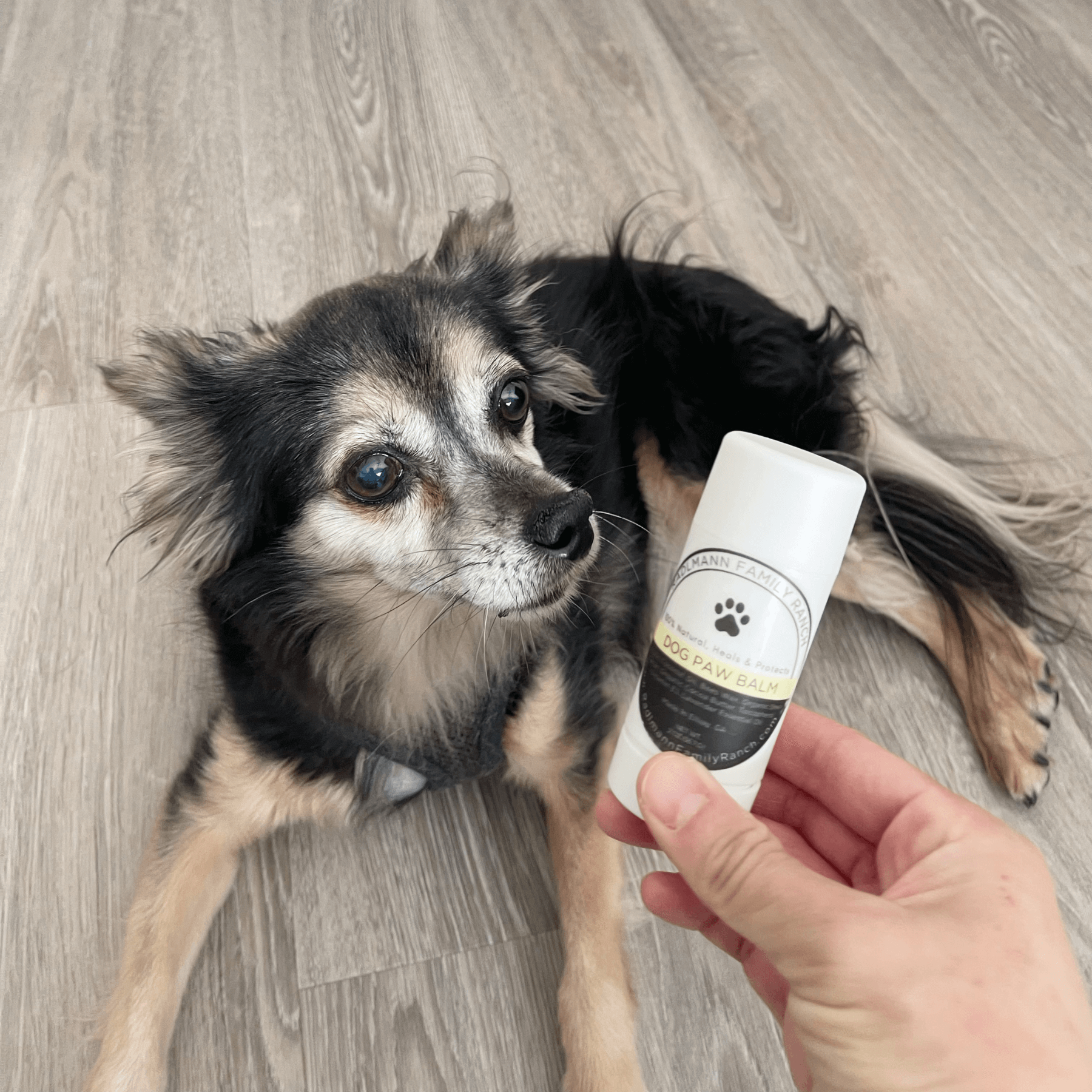 All Natural Goat Milk Paw Balm For Dogs | 1 oz