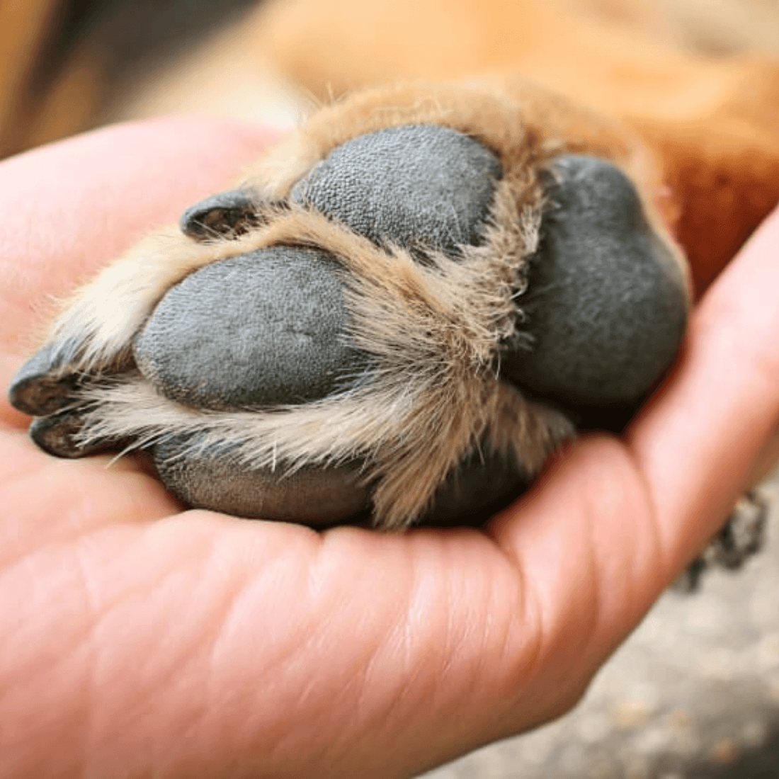 All Natural Goat Milk Paw Balm For Dogs | 1 oz